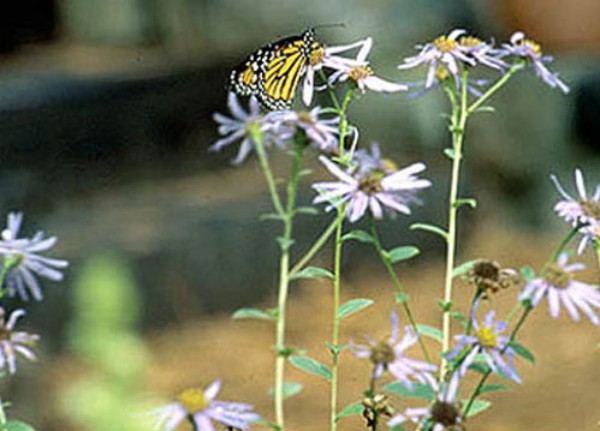 Butterfly on a Flower